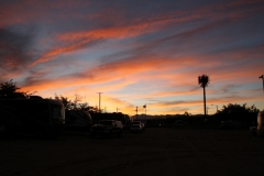 SRH Joshua Tree 2016 002 (Medium)