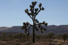 SRH Joshua Tree 2016 072 (Medium)