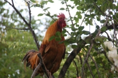 SRH Columbia, CA 2017 062 (Small)