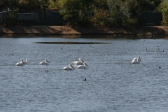 SRH-Santee-Lakes-2019-003-Medium