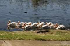 SRH-Santee-Lakes-2019-013-Medium