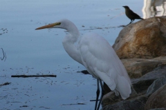 SRH-Santee-Lakes-2019-014-