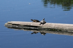 SRH-Chiloquin-25-2019-0249-Medium