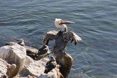 SRH-CA-Coastal-Cruise-2019-105-Medium