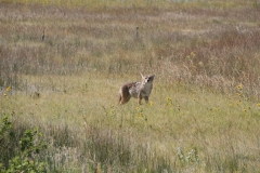 SRH-Boulder-Creek-2020-0039-Medium
