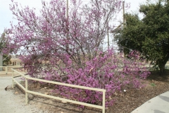 SRH-Bakersfield-2020-0067-Medium