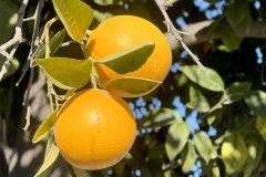 IMG_8661aa