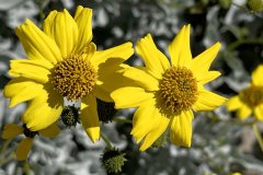IMG_3819aa