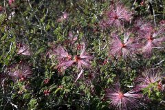 IMG_4178aa