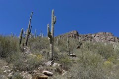 IMG_4235aa