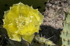 IMG_4263aa