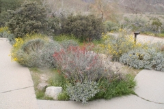 SRH Borrego Springs 2019 0021 (Medium)