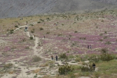 SRH Borrego Springs 2019 0024 (Medium)