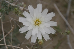SRH Borrego Springs 2019 0028 (Medium)