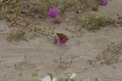 SRH Borrego Springs 2019 0032 (Medium)
