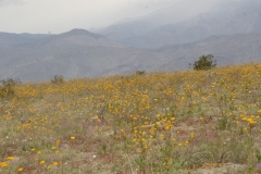 SRH Borrego Springs 2019 0062 (Medium)