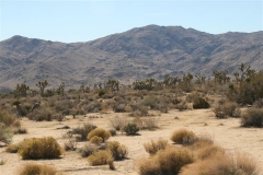 SRH Joshua Tree Nov 2013 079 (Small)