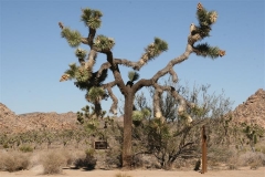 SRH Joshua Tree Nov 2013 092 (Small)