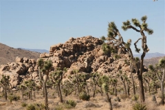 SRH Joshua Tree Nov 2013 111 (Small)
