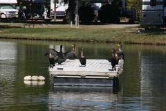 SRH Santee Lakes 2014 November 122 (Small)