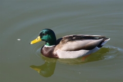 SRH Santee Lakes 2014 November 127 (Small)