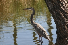 SRH Santee Lakes 2014 November 129 (Small)