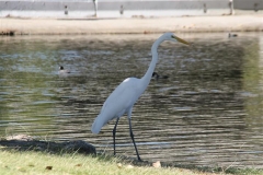 SRH Santee Lakes 2014 November 139 (Small)