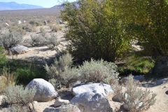 Tuttle Crk